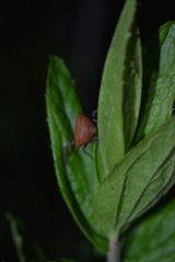 Coenypha edwardsi