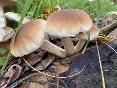 Cyclocybe aegerita