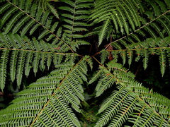 Pteris tripartita