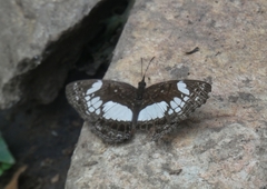 Neptidopsis ophione ophione