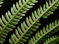 Pteris tripartita