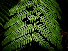Pteris tripartita