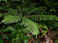 Pteris tripartita