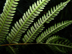 Pteris tripartita