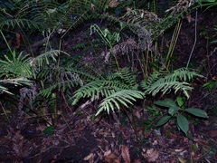 Pteris tripartita