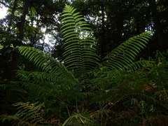 Pteris tripartita
