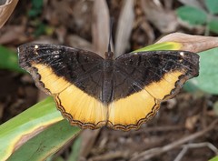 Eurytela dryope