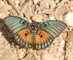 Euphaedra edwardsii