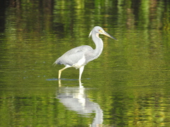 Egretta tricolor image