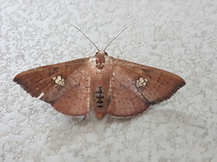 Banisia