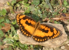 Byblia anvatara