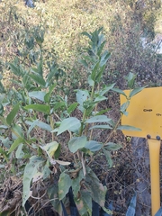 Verbesina sphaerocephala