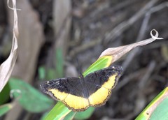 Eurytela dryope
