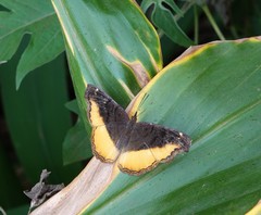Eurytela dryope