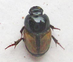Onthophagus pallidipennis