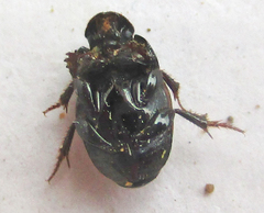 Onthophagus pallidipennis