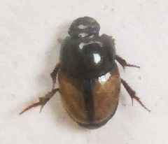 Onthophagus pallidipennis