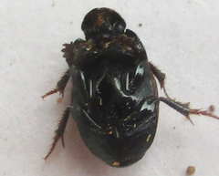 Onthophagus pallidipennis