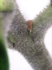 Eriococcus pohutukawa