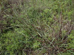 Paspalum scrobiculatum