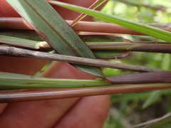 Paspalum scrobiculatum