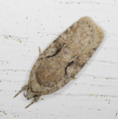 Agonopterix curvilineella