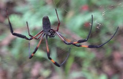 Nephila comorana