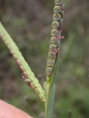 Paspalum scrobiculatum