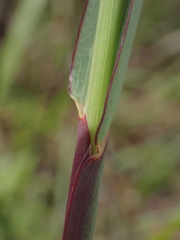 Paspalum scrobiculatum