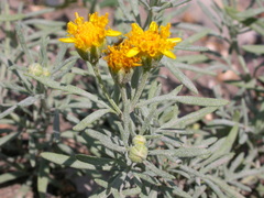 Picradeniopsis oppositifolia