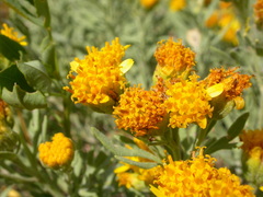 Picradeniopsis oppositifolia