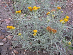 Picradeniopsis oppositifolia
