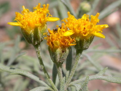 Picradeniopsis oppositifolia