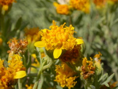 Picradeniopsis oppositifolia