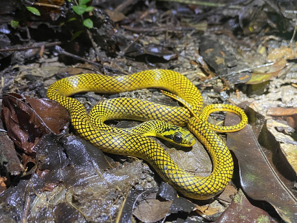 Zweifel's Ground Snake