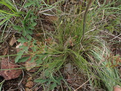 Bulbostylis burchellii