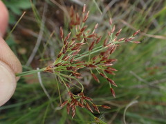 Bulbostylis burchellii