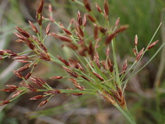 Bulbostylis burchellii