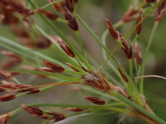 Bulbostylis burchellii