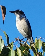 Aphelocoma californica