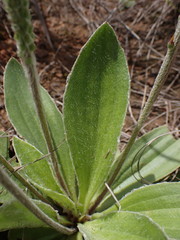 Plantago tomentosa