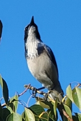 Aphelocoma californica