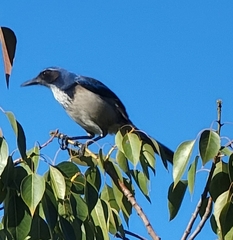 Aphelocoma californica