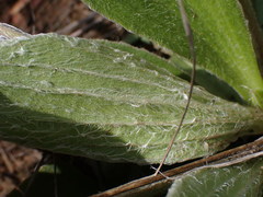 Plantago tomentosa