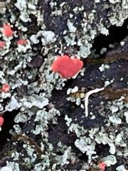 Cladonia incrassata