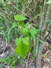 Erythrina herbacea