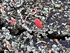 Cladonia incrassata