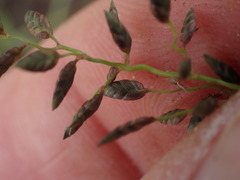 Eragrostis racemosa