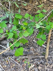 Erythrina herbacea
