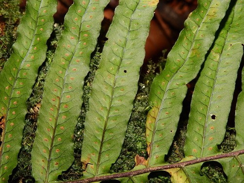 Treetrunk Polypody (Pecluma dulcis)